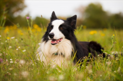 人类言语为犬吠声的精确性方面仍有待验证